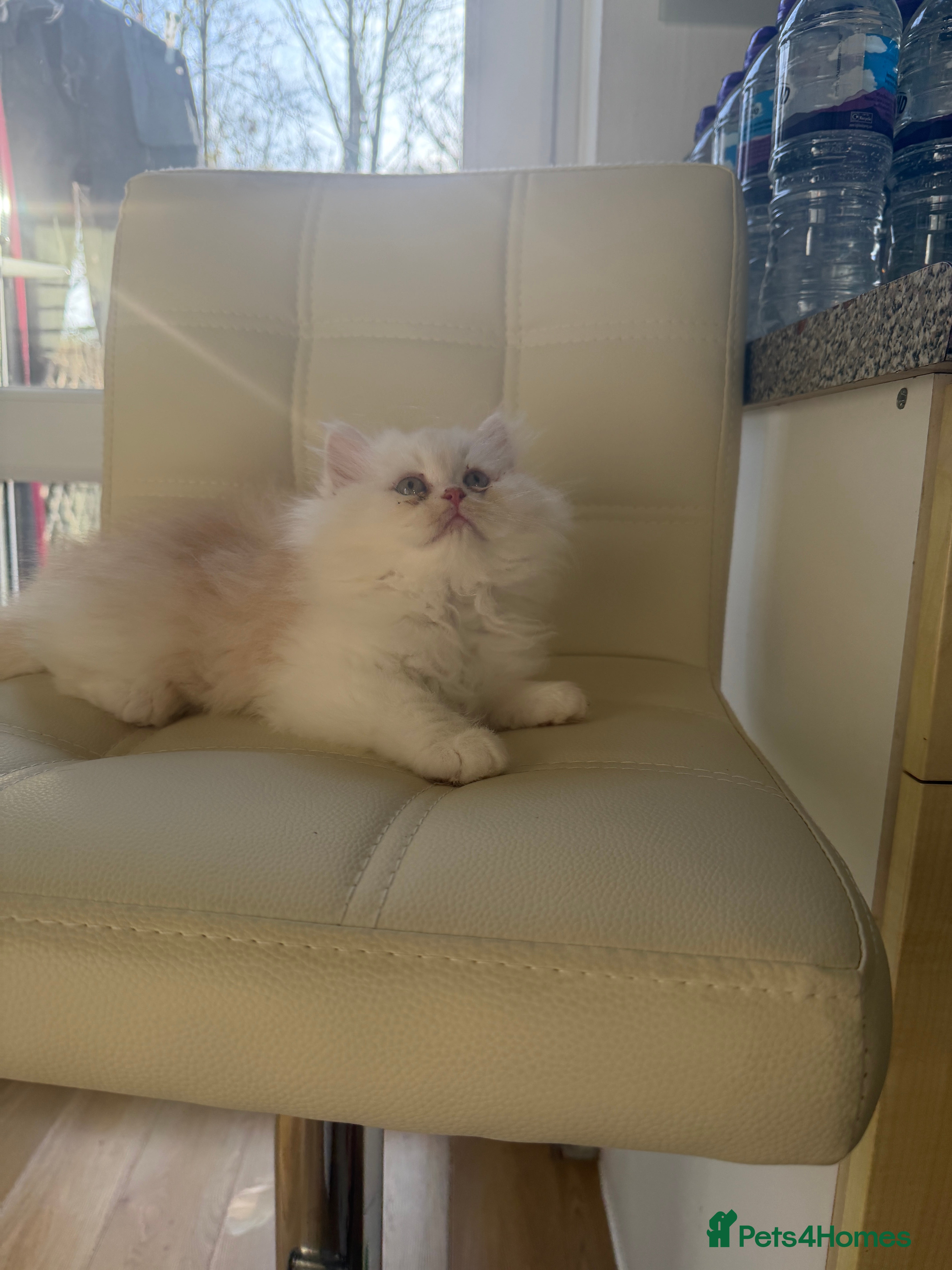 Persian cats Persian kitten, one white and ginger boy - Advert 5