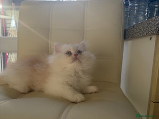 Persian cats Persian kitten, one white and ginger boy - Advert 5