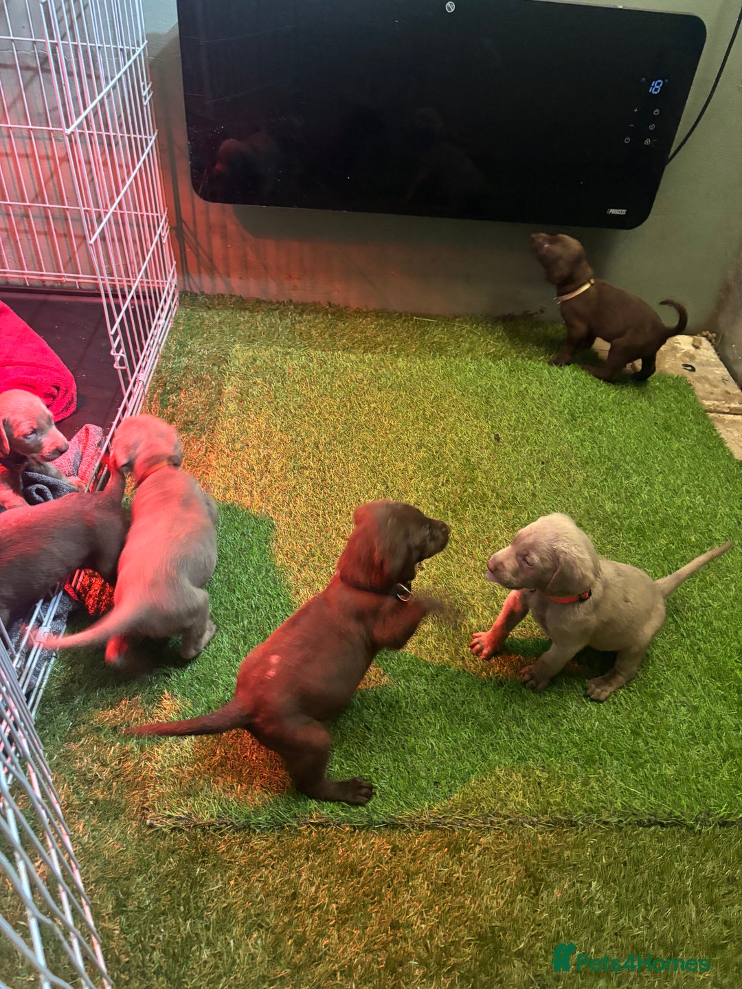 Mixed Breed dogs for sale: Pointer puppies  - Image 2