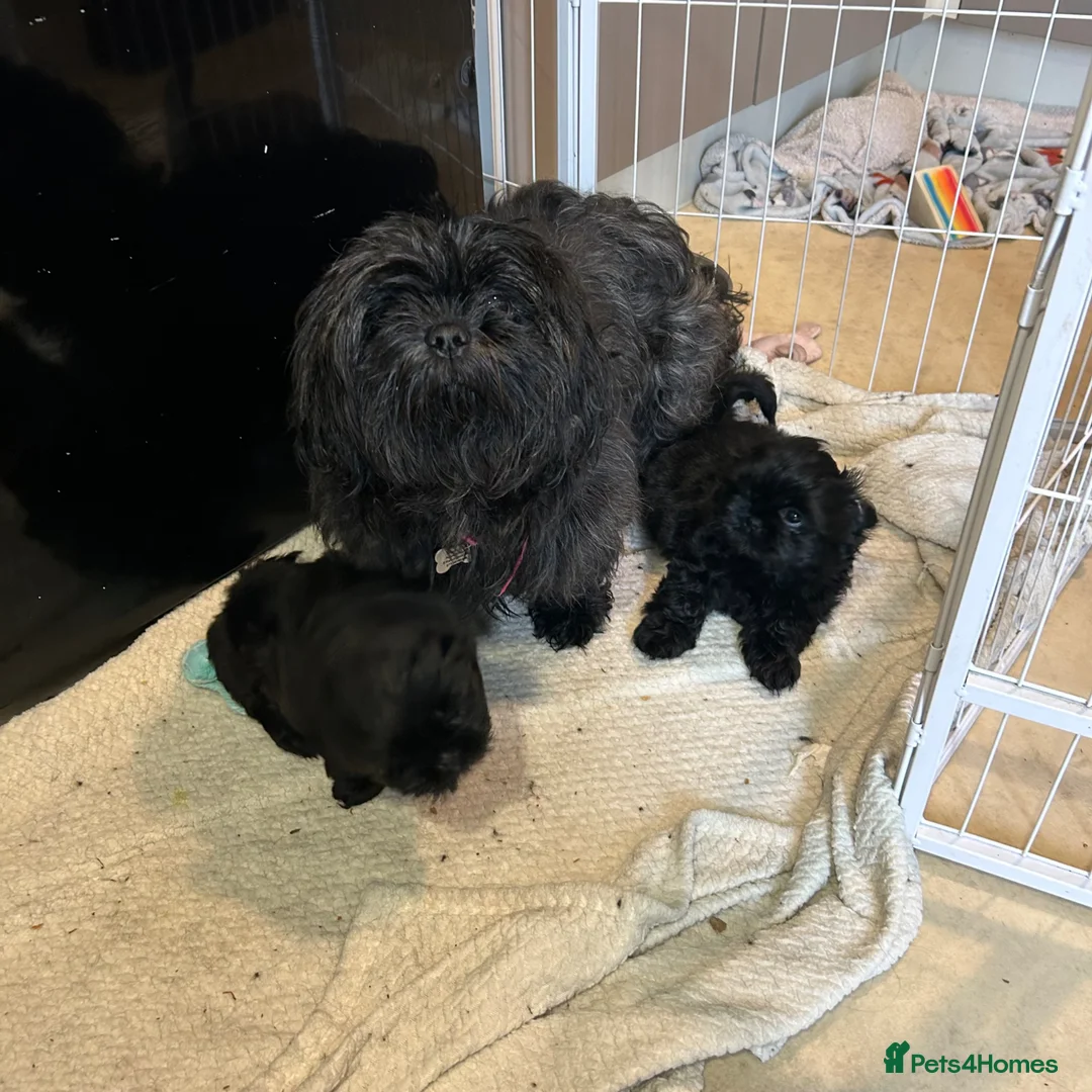 Shih Tzu dogs for sale: Black girls - Advert 1