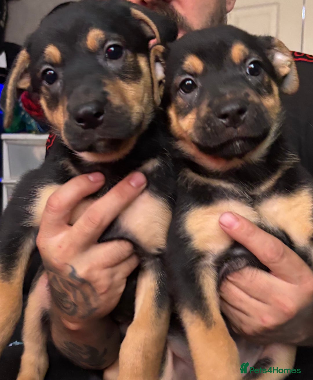 Mixed Breed dogs for sale: german shepard x old tyme bulldog  - Image 13