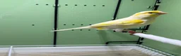 Canaries birds for sale: 2 pairs of yellow mosaic in Birmingham - Advert 6