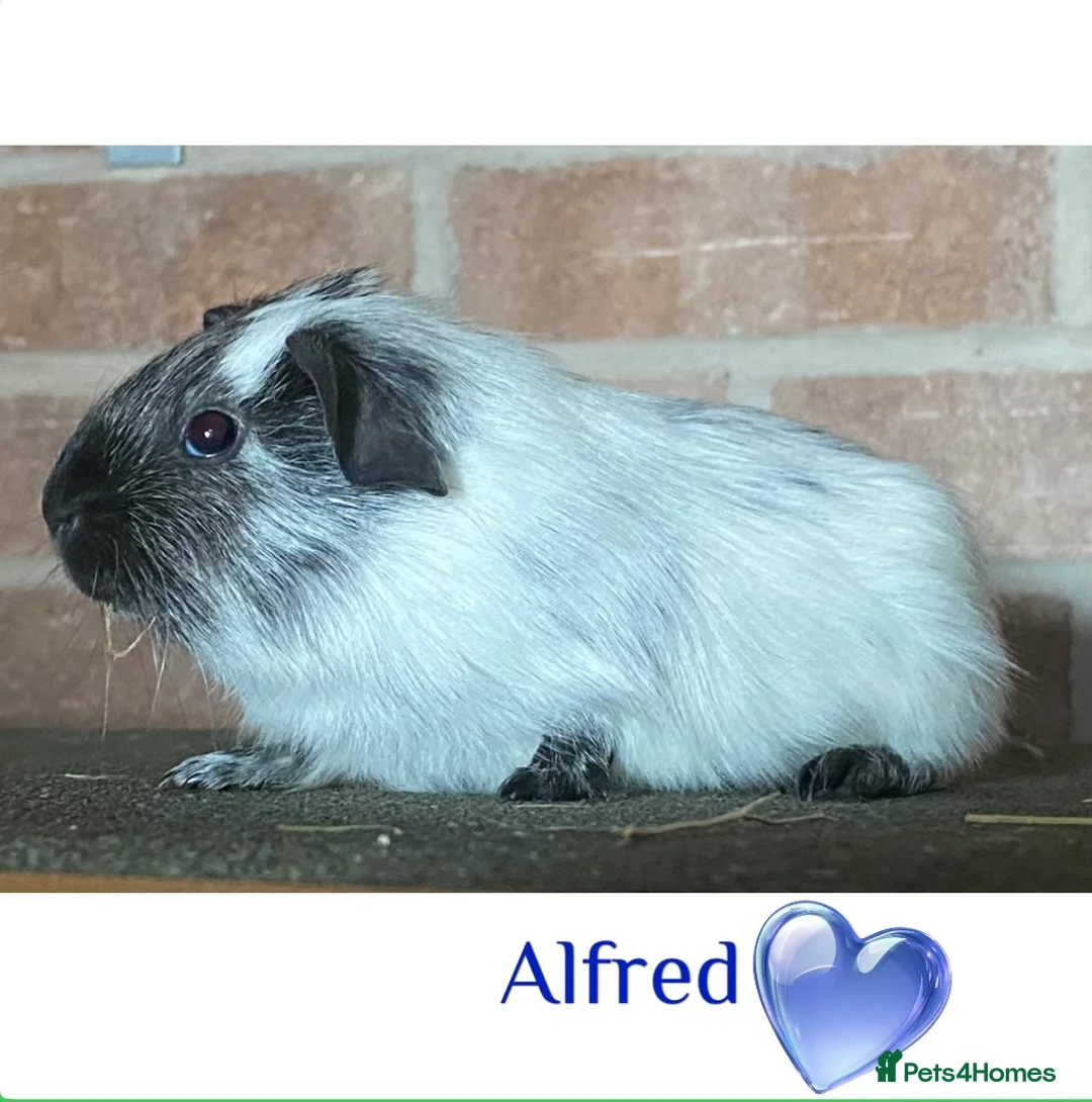 Guinea Pig rodents for sale: Pedigree blue & skinny carrying Dalmatian Guinea   - Advert 1