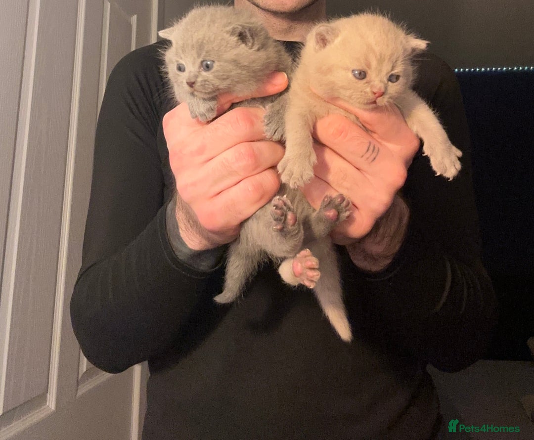 British Shorthair cats for sale: 3 beautiful British Shorthair Kittens  - Advert 6