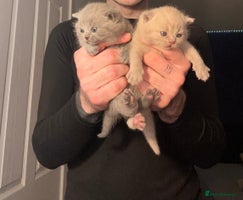 British Shorthair cats - Advert 9