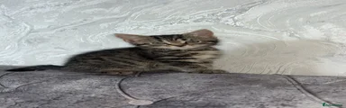 Gorgeous kitten H
