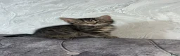 Domestic Shorthair cats for sale: Adorable tabby’s kittens - Advert 38