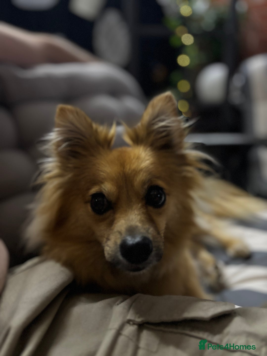 Pomeranian dogs for sale: Fox Faced Pom - Image 4