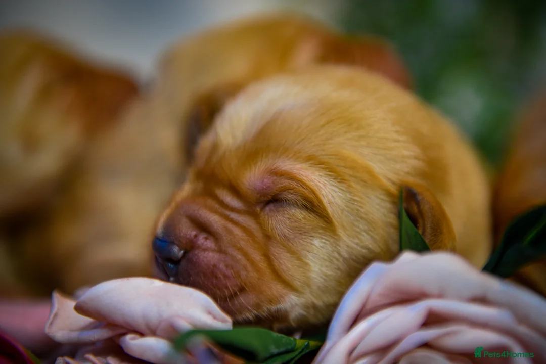 Goldador dogs for sale: Beautiful Red Goldador Puppys DNA Clear - Advert 14