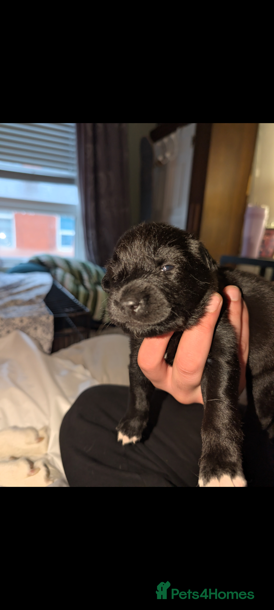 Mixed Breed dogs for sale: Gerhusky kelpie Labrador mix - Advert 11