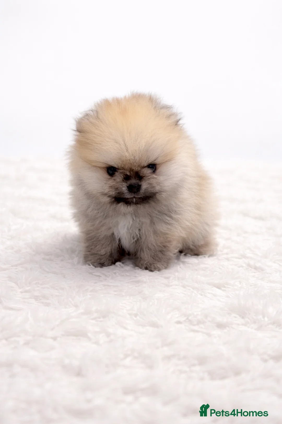 Pomeranian dogs for sale: Quality Teddy Bears  - Advert 2