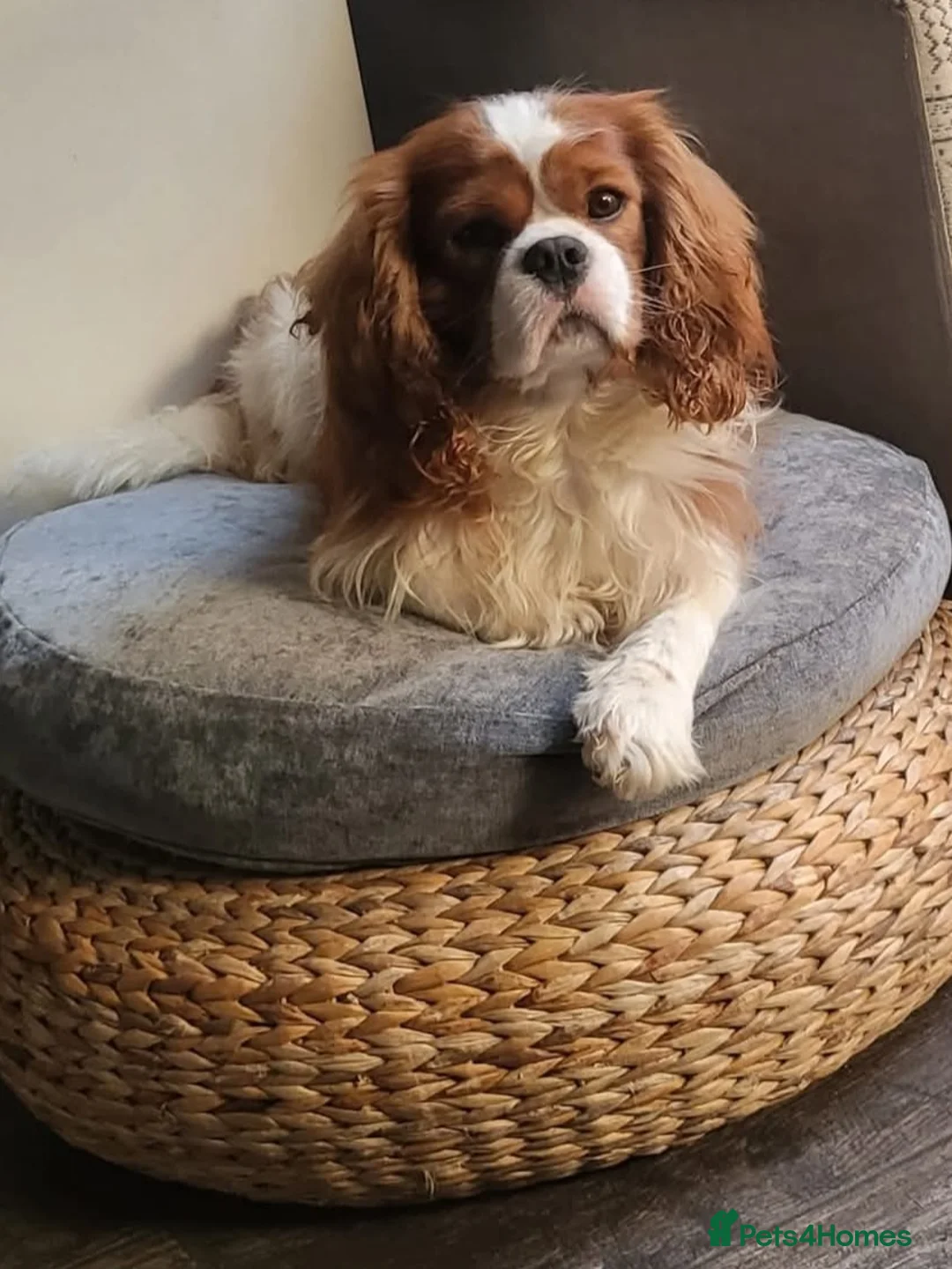Cavalier King Charles Spaniel dogs for stud: Mr Chips kc/health tested stud  in Kettering - Advert 5