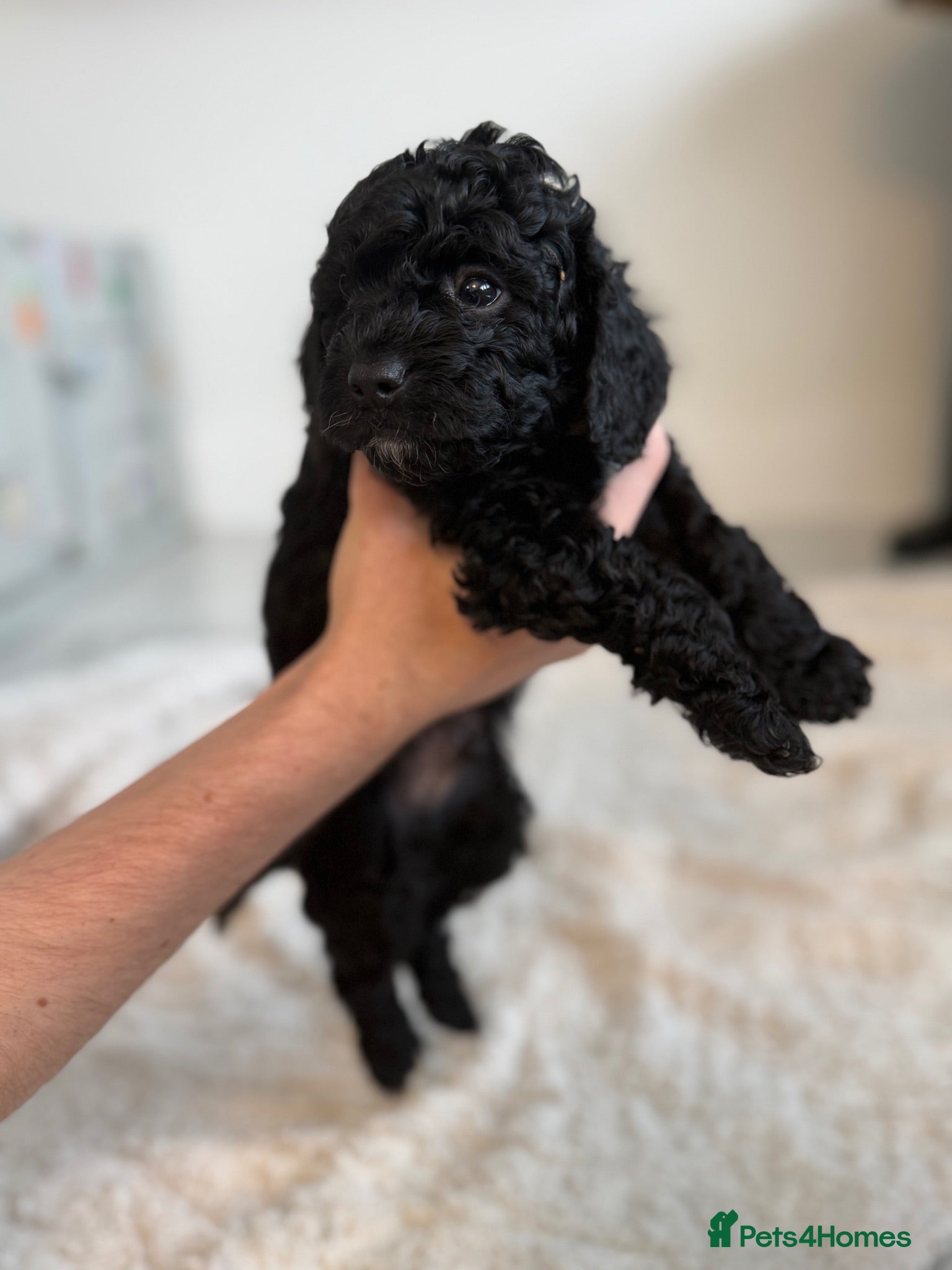 Cavapoo dogs ONE STUNNING BLACK AND WHITE BOY LEFT AVAILABLE  - Advert 10