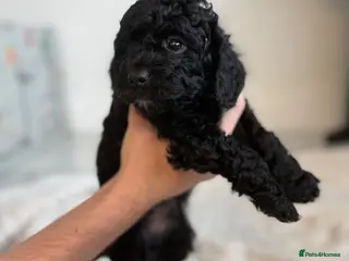 Cavapoo dogs ONE STUNNING BLACK AND WHITE BOY LEFT AVAILABLE - Advert 14
