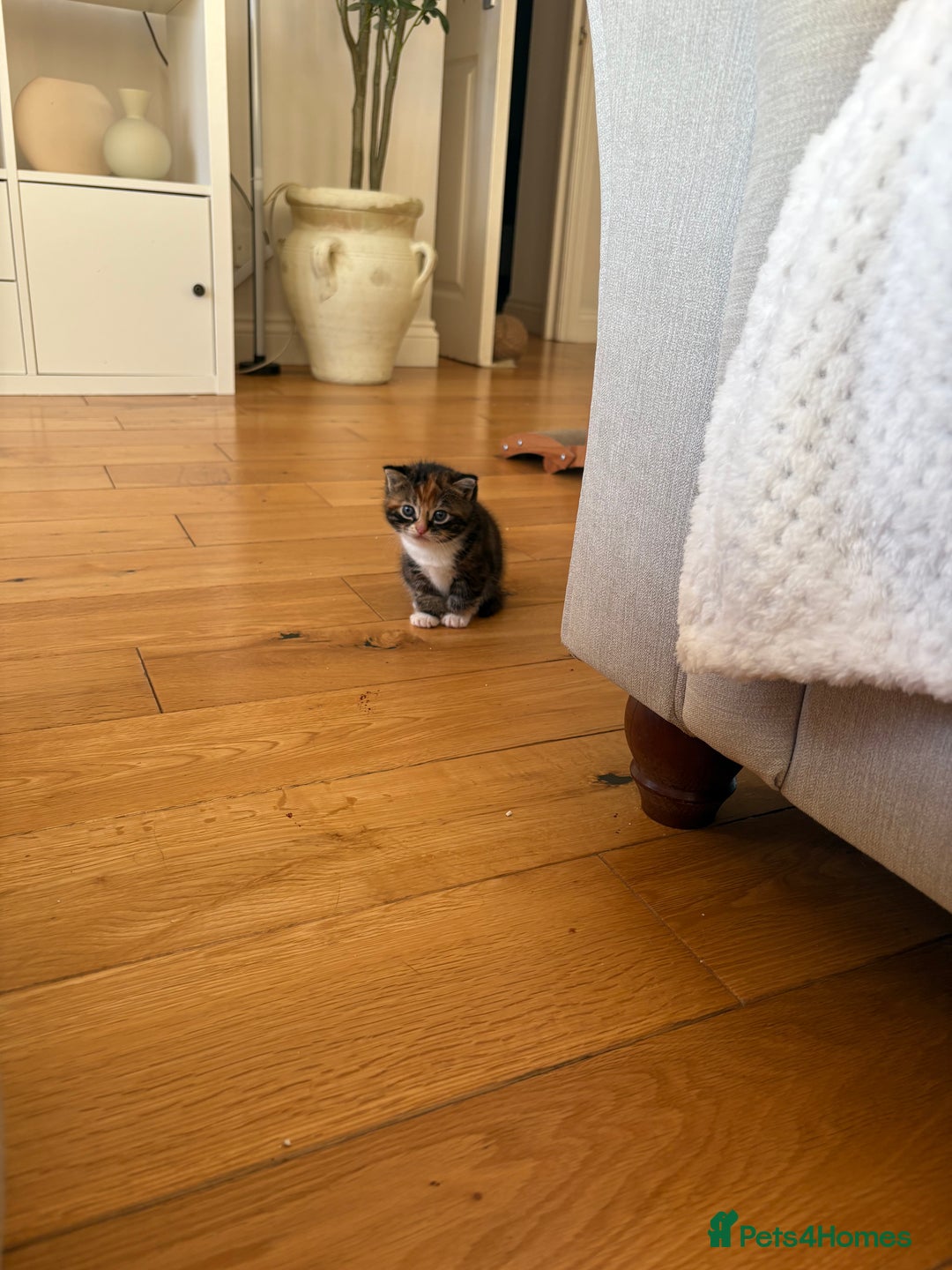 Mixed Breed cats for sale: Gorgeous mixed breed bengal and calico kittens - Advert 15