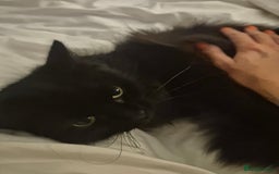Ragdoll cats for sale: Fostered cat looking for her forever home - Image 3