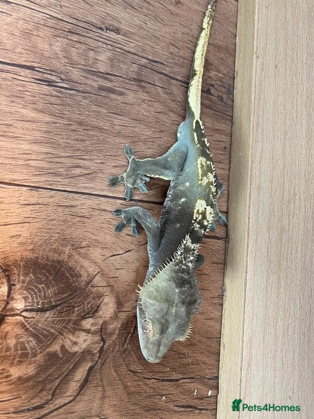 Gecko reptiles Anxanthic crested gecko - Advert 17