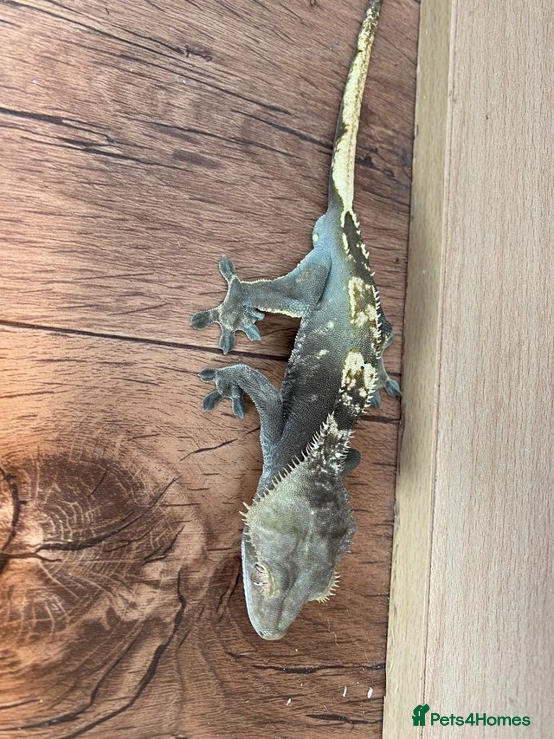 Gecko reptiles for sale: Anxanthic crested gecko - Advert 1