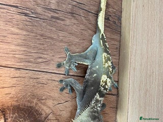 Gecko reptiles Anxanthic crested gecko - Advert 1