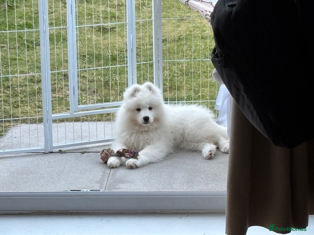 Samoyed dogs for sale: 🐾 Beautiful KC Registered Samoyed – 7 Months Old - Advert 14
