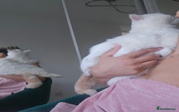 Exotic cats for sale: Stunning Rare Cream Van ESH Male - Image 17