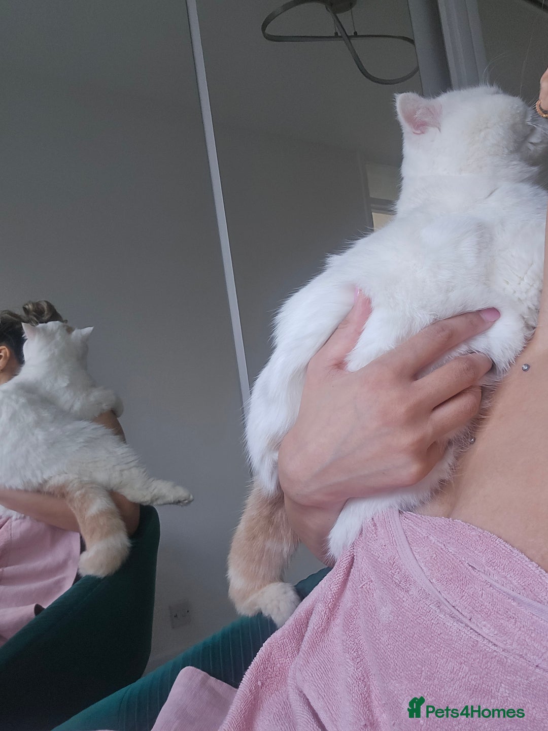 Exotic cats for sale: Stunning Rare Cream Van ESH Male - Image 17