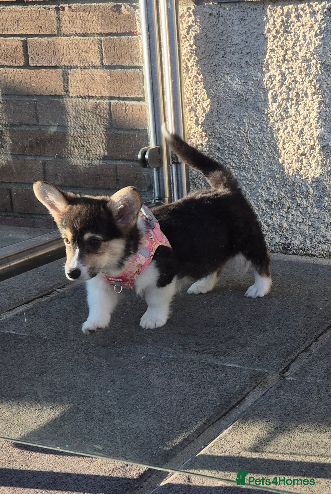 Welsh Corgi Pembroke dogs for sale: Kc reg 2 girls remaining bob & longtail - Advert 17