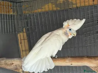 Cockatoo birds Male Ducorp cockatoo - Advert 3