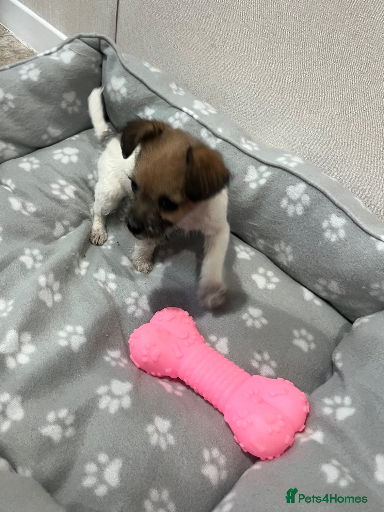 Jack Russell dogs for sale: Gorgeous tiny Jack Russell‘s in High Wycombe - Advert 9