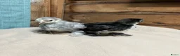 Chickens poultry for sale: Pekin bantam chicks - Advert 2