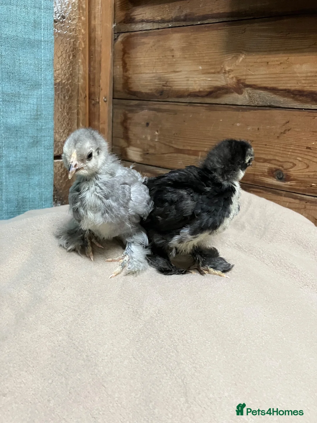 Chickens poultry for sale: Pekin bantam chicks - Advert 2