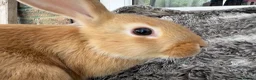 Mini Lop rabbits for sale: Beautiful Mini Lop Baby Rabbits🐇❤️ in Coalville - Advert 13