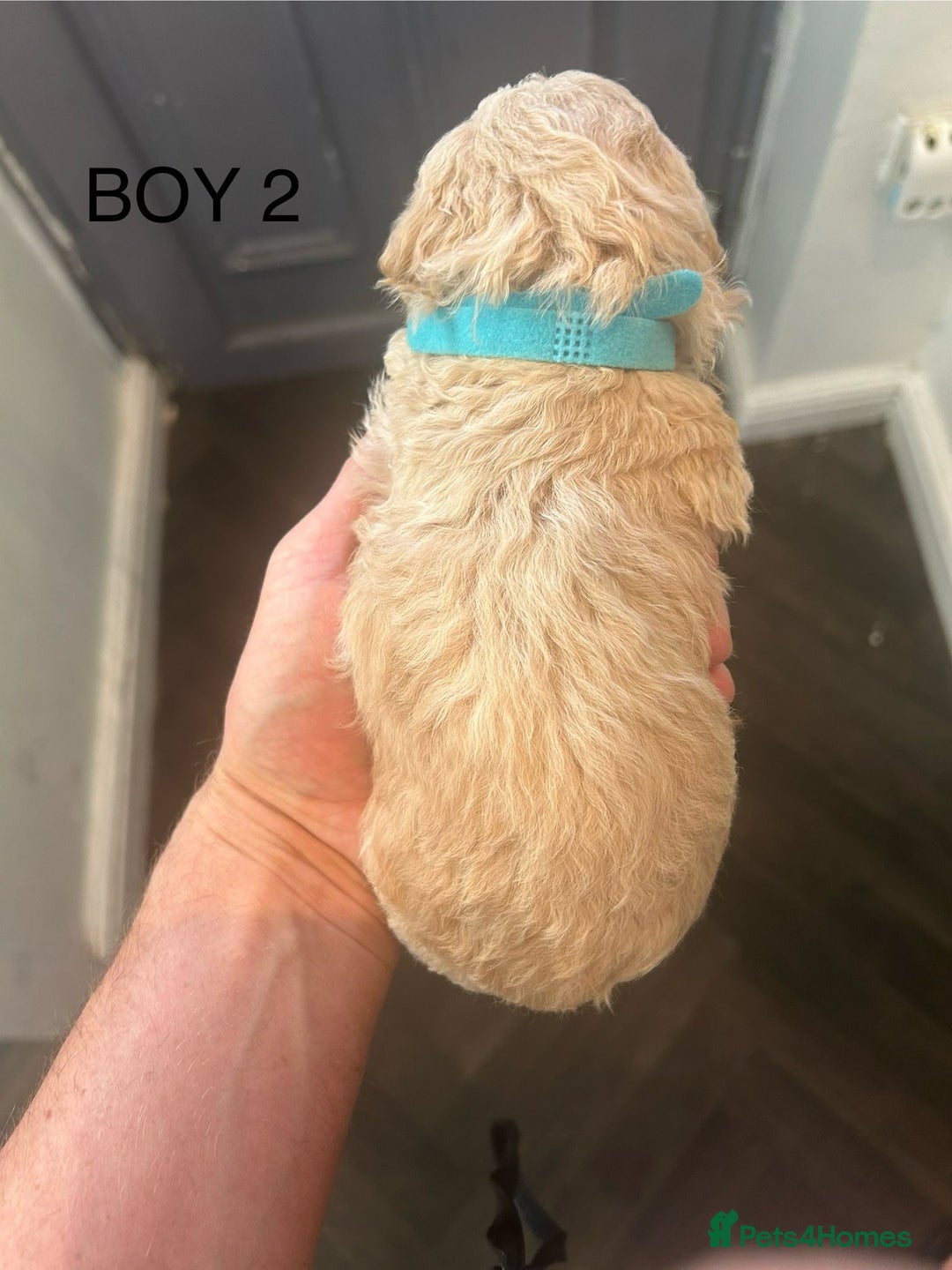 Poochon dogs for sale: Miniature toy poochons - Image 9