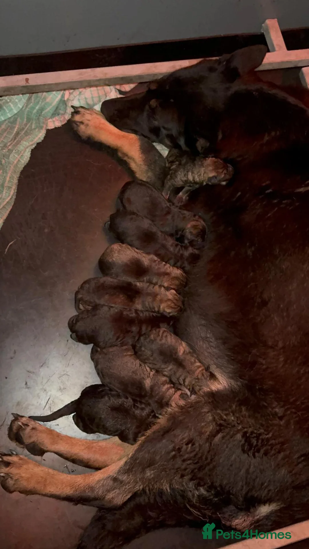 German Shepherd dogs for sale: DDR Working Line GSD Puppies Rare Working Lines - Advert 22