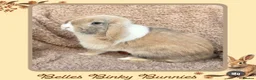 Mini Lop rabbits for sale: 🌷Juniper 🌷 Friendly, Affectionate, Loving Boy 🌷 - Advert 4