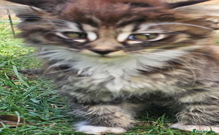 Persian cats - Advert 9