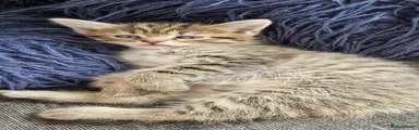Maine Coon 4