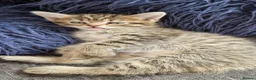Maine Coon cats for sale: Kittens ready for forever home - Advert 6