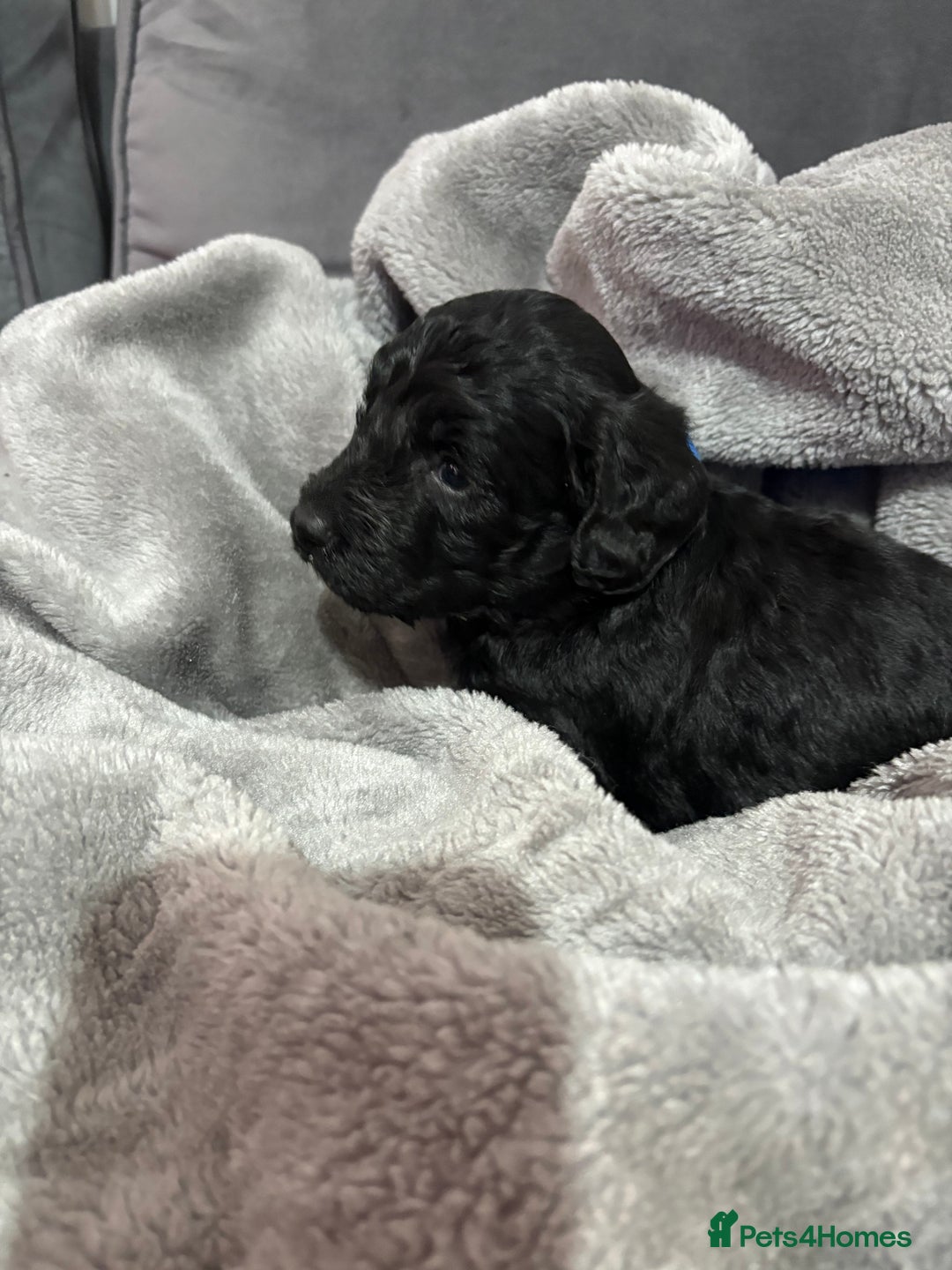 Cockapoo dogs for sale: Cockerpoo - Advert 4