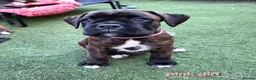 Boxer dogs for sale: Bobtail/tailed Boxer puppy - Advert 14