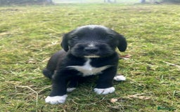 Mixed Breed dogs for sale: Cocker Spaniel Mix Breed pups near Totnes - Image 4