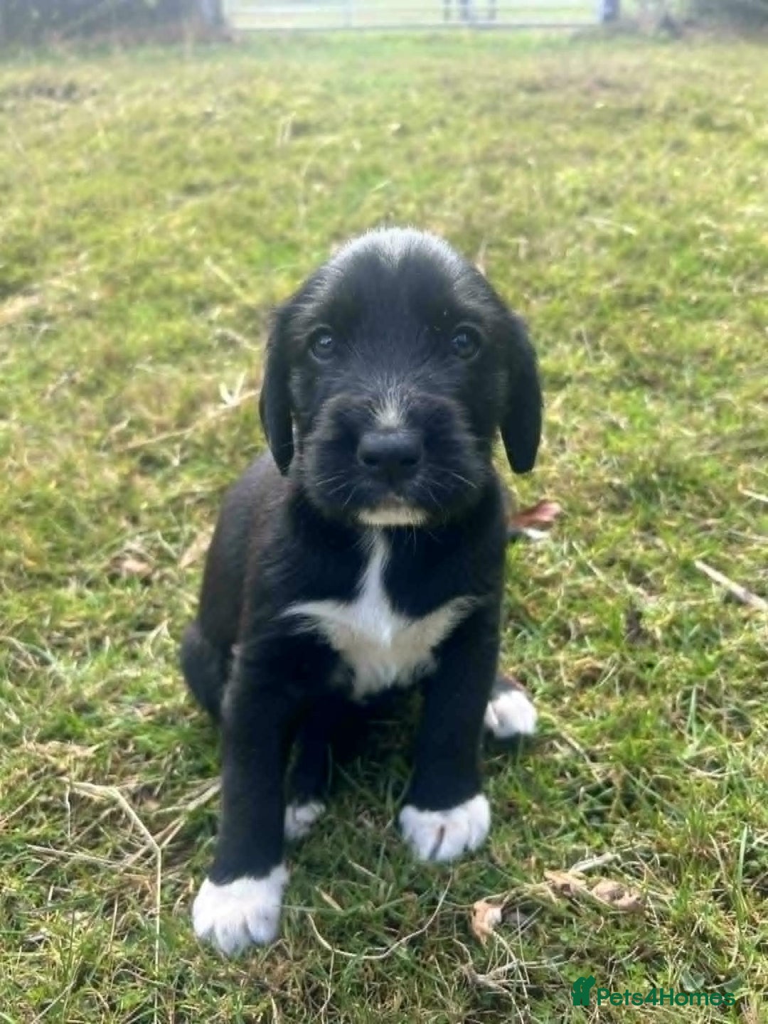 Mixed Breed dogs for sale: Cocker Spaniel Mix Breed pups near Totnes - Image 4