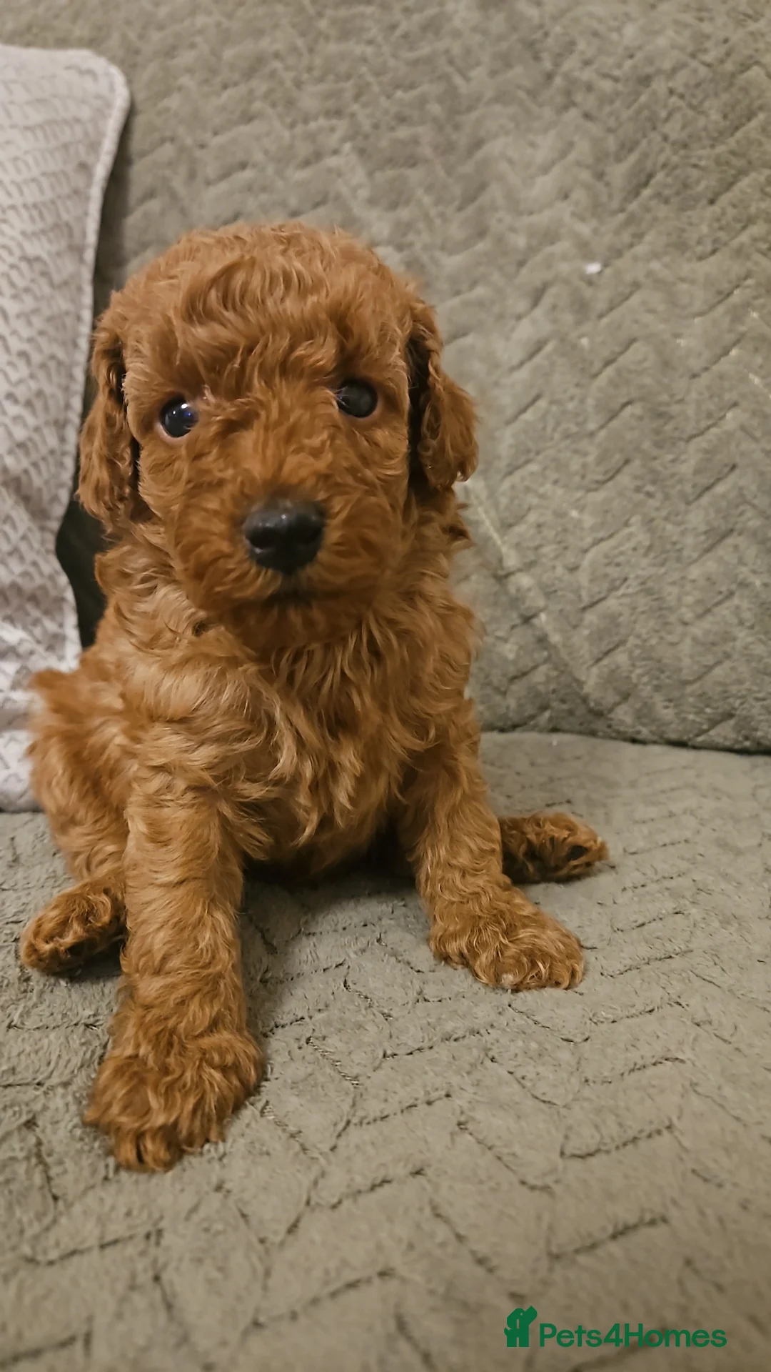 Toy Poodle dogs for sale: Red Toy Poodle Puppies x 2 males left - Advert 6