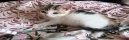 Mixed Breed cats for sale: 🐾 ADORABLE MIXED BREED CALICO GIRLS 🐾 - Advert 7