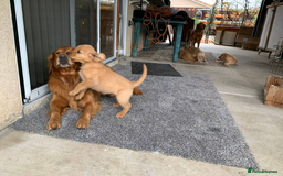 Golden Retriever dogs for sale: Golden Retriever Puppies - Image 5