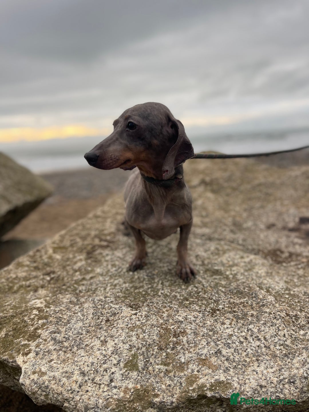 Dachshund dogs for sale: 💙 Dachshund Seeking One Best Friend 💙 - Advert 2