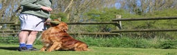 Golden Retriever dogs for stud: Dark Golden Retriever stud dog in Newark - Advert 13