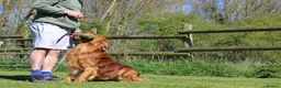 Golden Retriever dogs for stud: Dark Golden Retriever stud dog in Newark - Advert 13