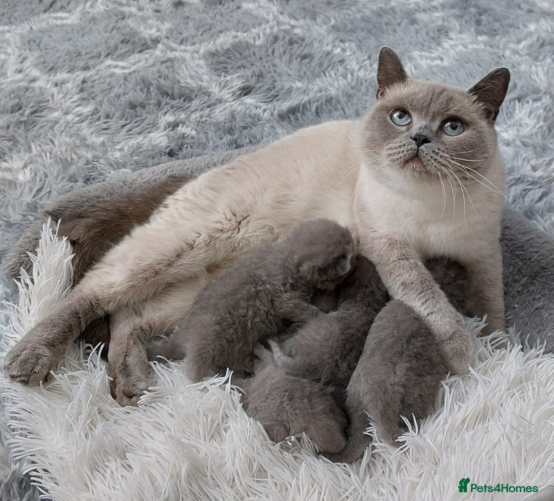 British Shorthair cats for sale: ‼️PRESTIGIOUS‼️🏆CH SIRED FEMAL - Advert 22