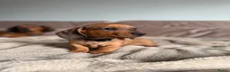 Miniature Dachshund dogs for sale: KC registered Miniature dachshunds red&shaded red - Advert 5